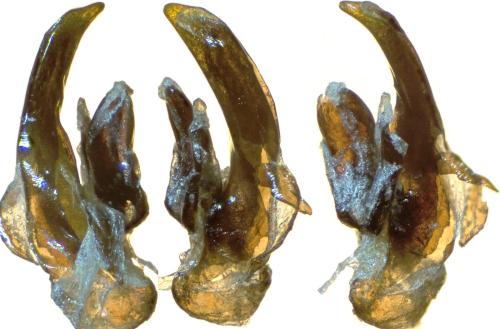 Agonum hypocrita